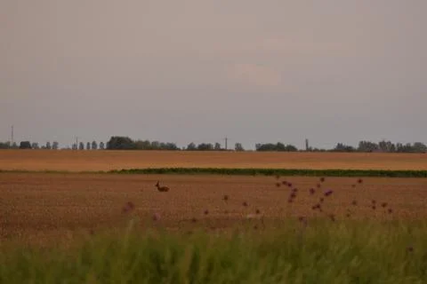 Deer in the wheat field Stock Photos