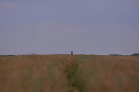 Deer in the wheat field Foto stock