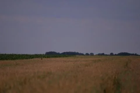 Deer in the wheat field Stock Photos