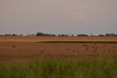 Deer in the wheat field Stock-Fotos