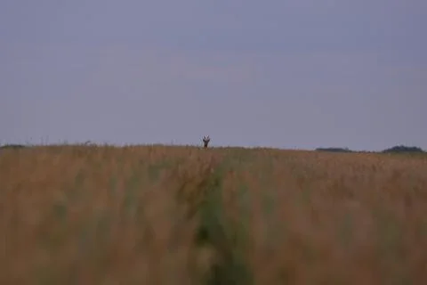Deer in the wheat field Stock Photos