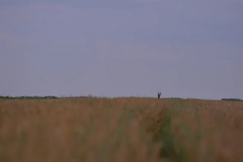 Deer in the wheat field Stock-Fotos