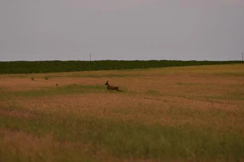 Deer in the wheat field Stock Photos