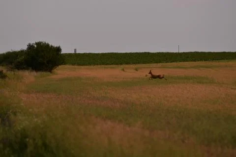 Deer in the wheat field Stock Photos