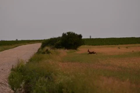 Deer in the wheat field Stock Photos