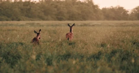 Deer in Wheat Field Running Jumping Away Morning Dawn Slow Motion Cinematic Vídeo Stock 135621248