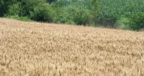 Deer in Wheat Field Running Jumping Away Day Summer Slow Motion Cinematic Stock Footage 135621756