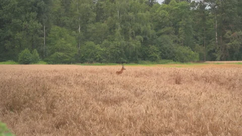 Deer on wheat fields Video stock 145488719