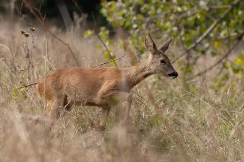 Deer When Changing To The meadow Foto stock