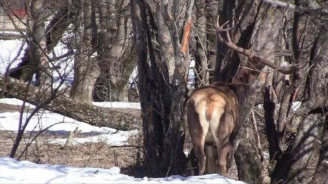 A deer while eating bark from a tree 스톡 동영상 127772016