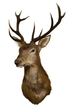 Deer on a white background Stock-Illustration