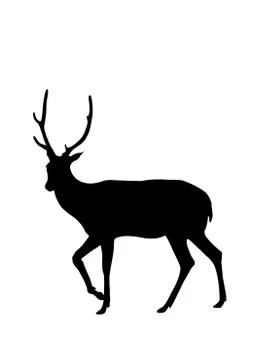 Deer on white background Stock Illustration