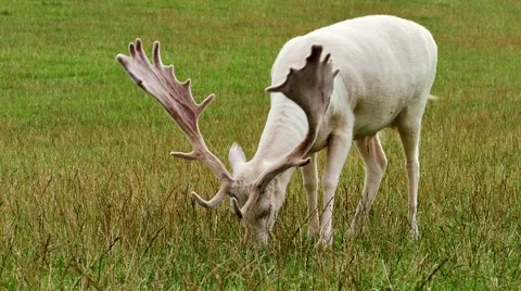 Deer, white stag Video stock 66690396