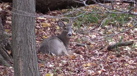 Deer whitetail buck bedded down animal nature forest fall Video stock 56510621