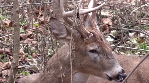Deer whitetail buck bedded down zoom out Stock Footage 57573000