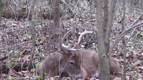 Deer whitetail buck bedded down eating leaves very close Stock Footage 58951044