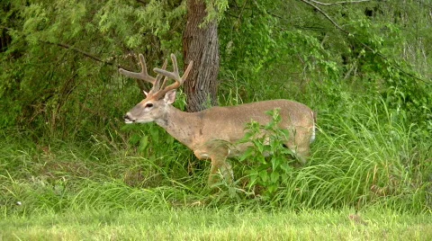 Deer whitetail buck eating HD Stock Footage