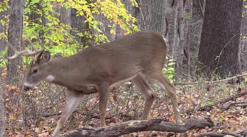 Deer whitetail buck standing broadside checking scrapes Video stock 56511241