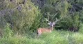 Deer whitetail buck standing handheld nature HD HD Footage