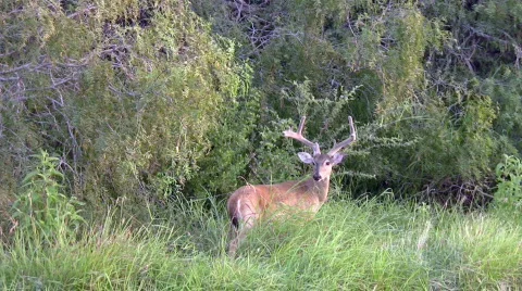 Deer whitetail buck standing handheld nature HD Stock Footage 83577