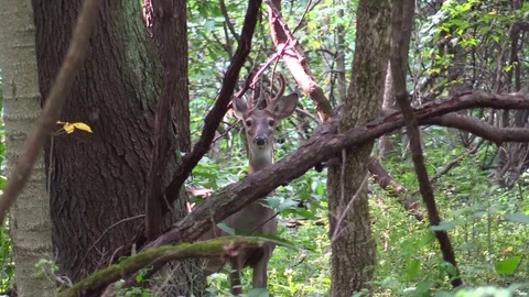 Deer whitetail staring at camera through trees runs away forest Vidéo 79838587