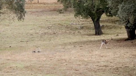Deer in the wild 4k Stock Footage 70680234
