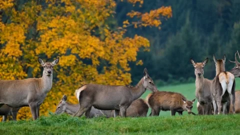 Deer wild female Video stock 270089216