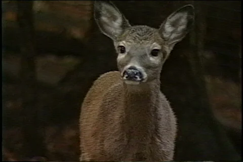 Deer in the wild Video stock 343533