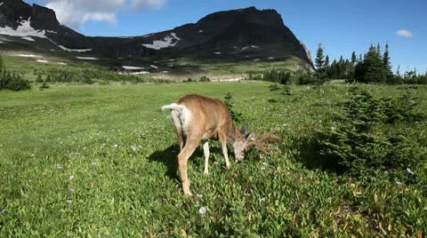 Deer in the Wild Stock Footage 9202357