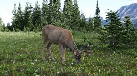 Deer in the Wild Stock Footage 9210811