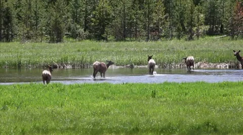 Deer in the Wild Video stock 9260443