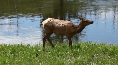 Deer in the Wild Video stock 9299831