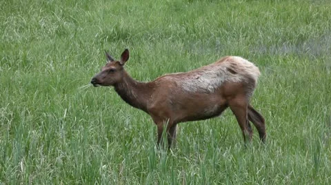 Deer in the Wild Video stock 9317528