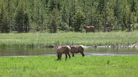 Deer in the Wild Stock Footage