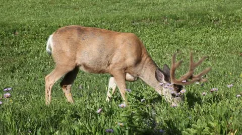 Deer in the Wild Stock Footage 9353664