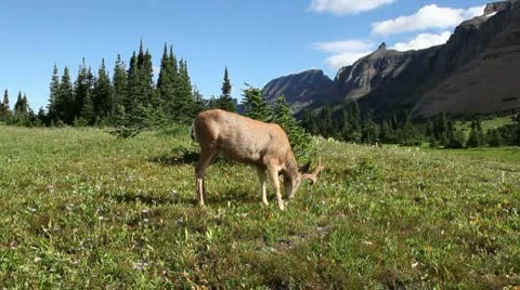 Deer in the Wild Stock Footage 9359449