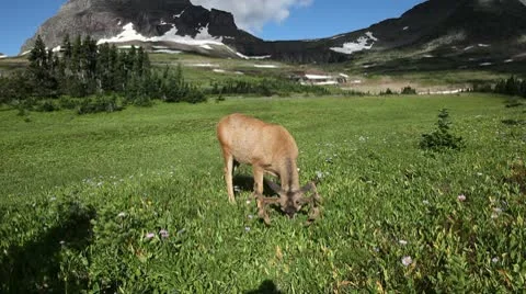 Deer in the Wild Stock Footage 9361733