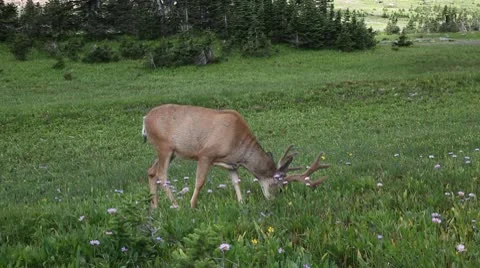 Deer in the Wild Video stock 9407887