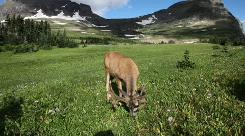 Deer in the Wild Stock Footage 9414789