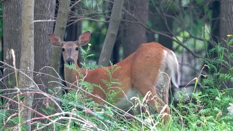 Deer in wild Stock Footage 120107443