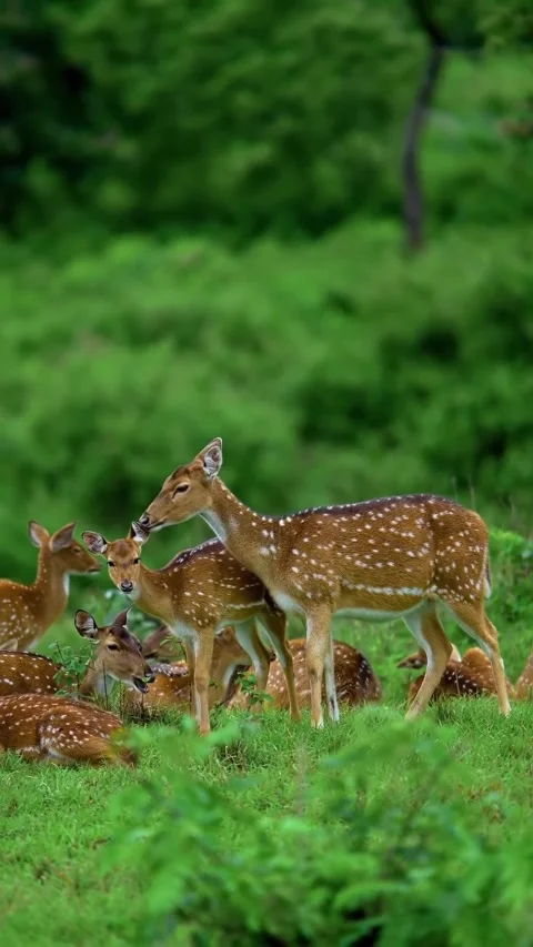 Deer in the wild Stock Footage 321289903