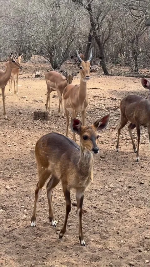 Deer in the wild Video stock 321290316