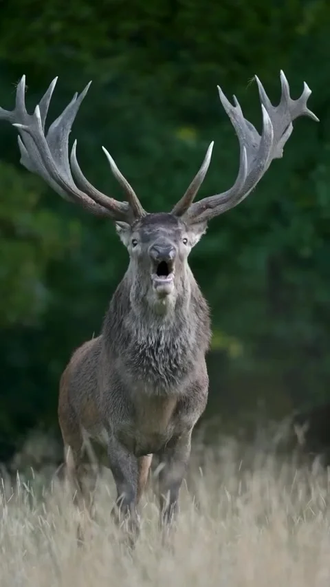 Deer in the wild Stock Footage 321290467