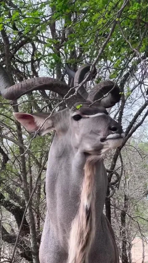 Deer in the wild Video stock 321422965