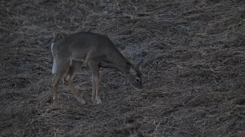 Deer in the wild Stock Footage 337843946