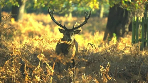 Deer in wild forest Stock Footage 57306816