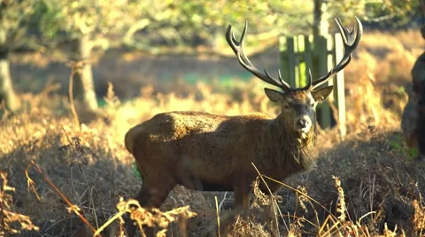 Deer in wild forest Stock Footage 57306852