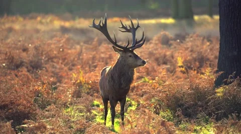 Deer in wild forest Stock Footage 57306915