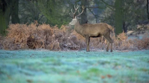 Deer in wild forest Stock Footage 57338347