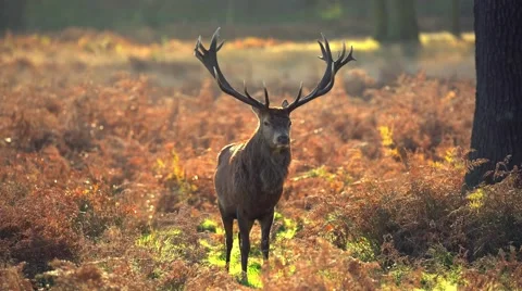 Deer in wild forest Stock Footage 57343383